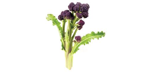 Broccoli Purple Sprouting