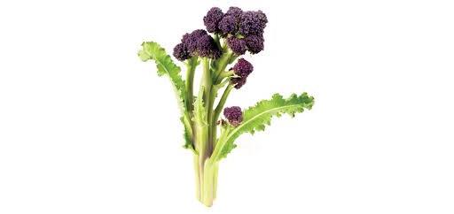 Purple Sprouting Broccoli Bunch