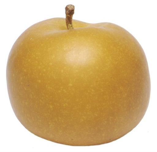 Apple Russet