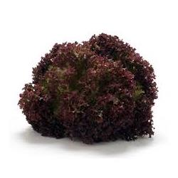 Lollo Rosso