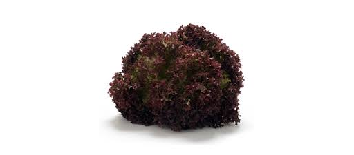 Lollo Rosso