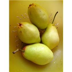 Pears Ercolini