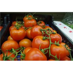 Organic Classic Vine Tomatoes