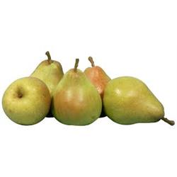 Pear Comice