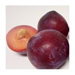 Plum Pack