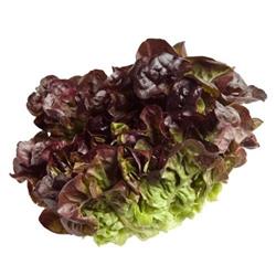 Lettuce Oakleaf