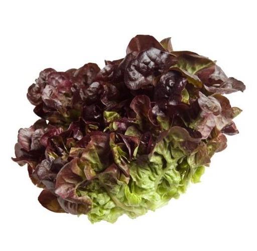Lettuce Oakleaf