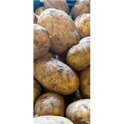 B&F Potatoes - New Season Sagitta