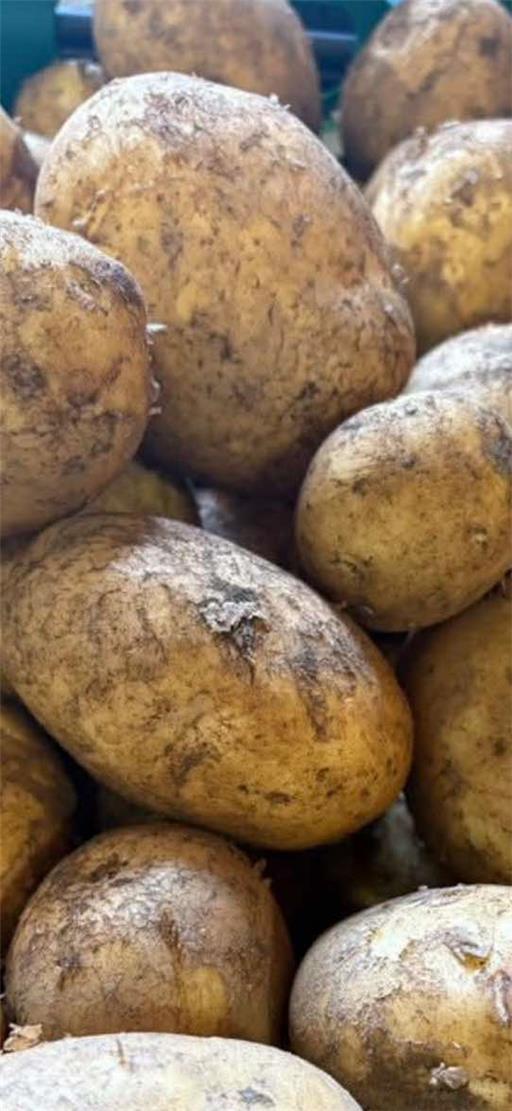 Potatoes - Lincolnshire Sagitta