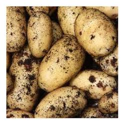 Organic Potatoes 'Charlotte'