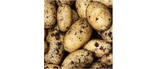 Organic Potatoes 'Charlotte'