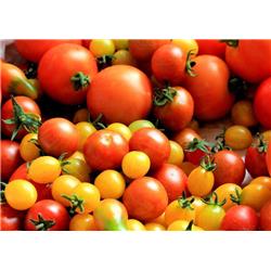 Tomatoes Heritage