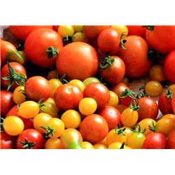 Tomatoes Heritage Local pack
