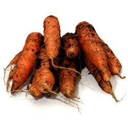 Carrots Dirty *NEW SEASON*