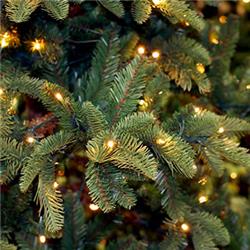 Christmas Trees
