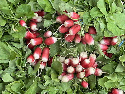 Organic French Breakfast Radish