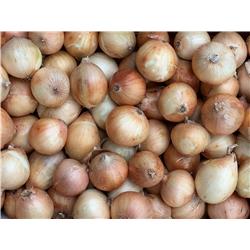 Organic Yellow Babosa Onions