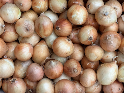 Organic Yellow Babosa Onions