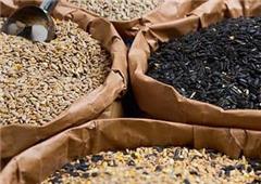 Bird Food