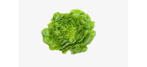 Lettuce Flat