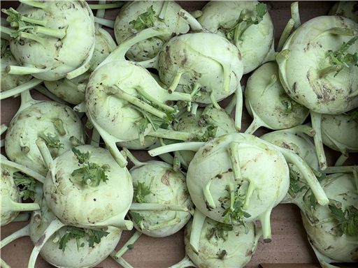 Organic Kohlrabi
