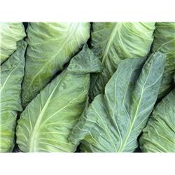 Organic Pointed Cabbage