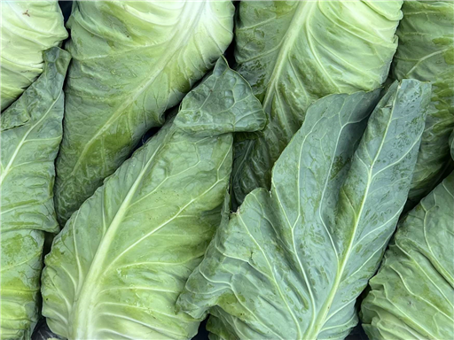 Organic Sweetheart Cabbage