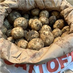 Potatoes Lincolnshire New
