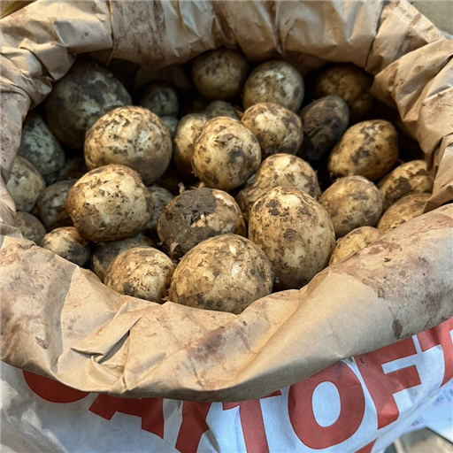 Potatoes Lincolnshire New
