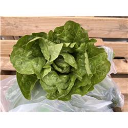 Organic Cos Lettuce