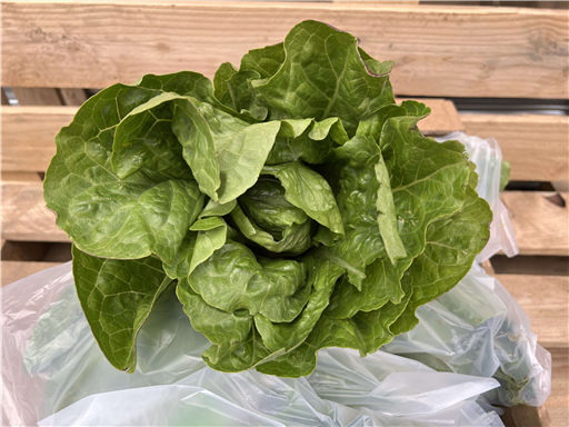 Organic Cos Lettuce
