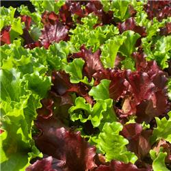 Organic Batavian Mixed Lettuce