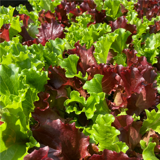 Organic Batavian Mixed Lettuce
