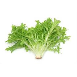 Endive Lettuce