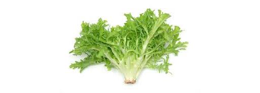 Endive Lettuce