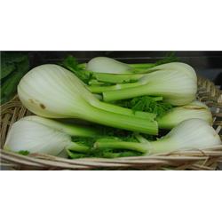 Organic Fennel Bulbs