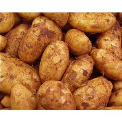 Potatoes Cyprus Spunta