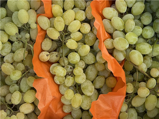 Organic White Grapes 'Vittoria'