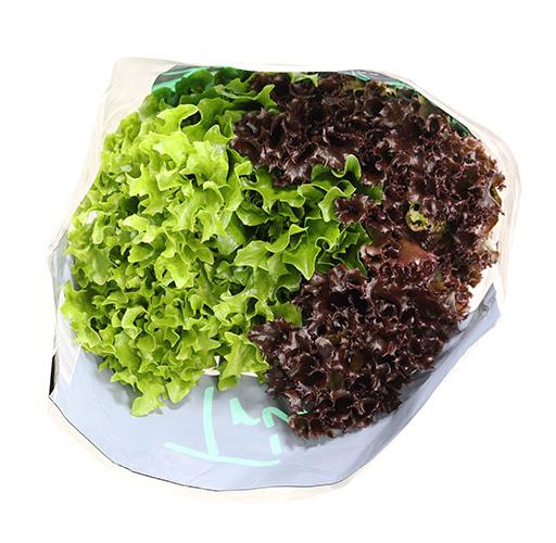 Lettuce Trio