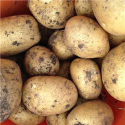 Potatoes - Anna Local Loose