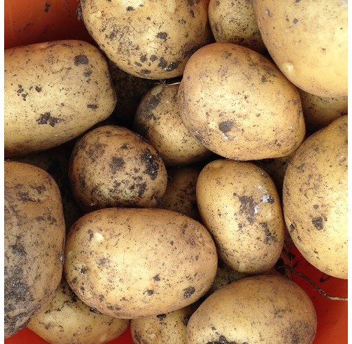 Potatoes Marfona (New Season)