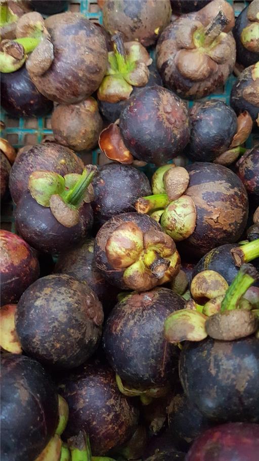 Mangosteen
