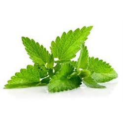 Herb Mint 20g