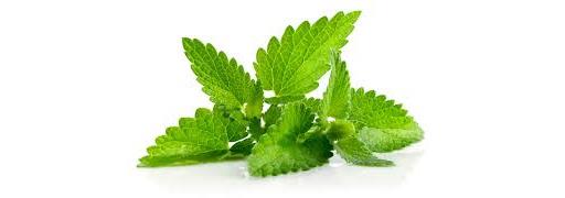 Herb Mint 20g (Herbs Unlimited)