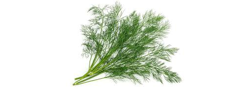 Herb Dill 20g