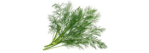 Herb Dill 20g (Herbs Unlimited)