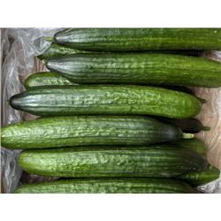 Organic Cucumber