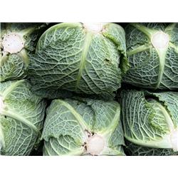 Organic Savoy Cabbage