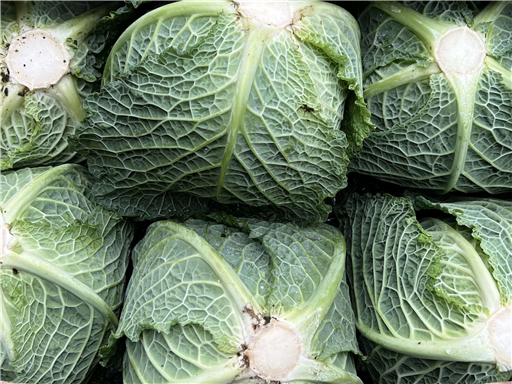 Organic Savoy Cabbage