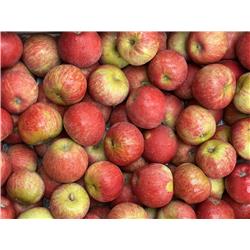Organic Red Windsor Apples